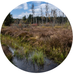 © Foto: Dr. Jochen Tham