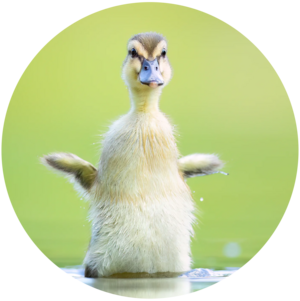 © Foto: Hannes Bonzheim